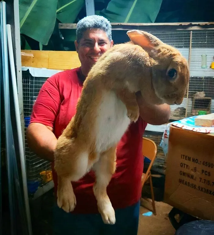 A Flemish Giant