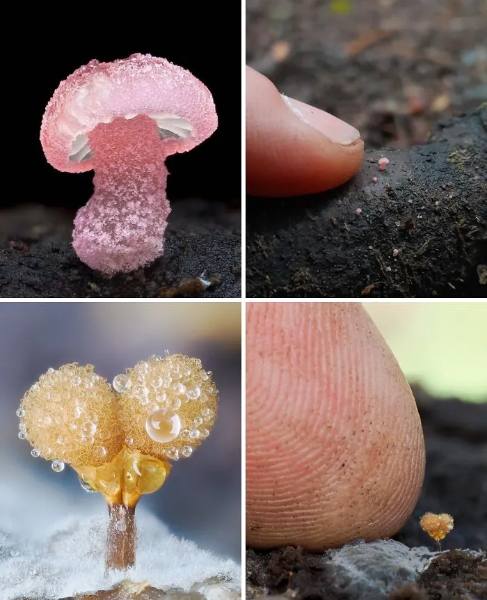 New Zealand Photographer Takes Stunning Photos Of Tiny Mushrooms