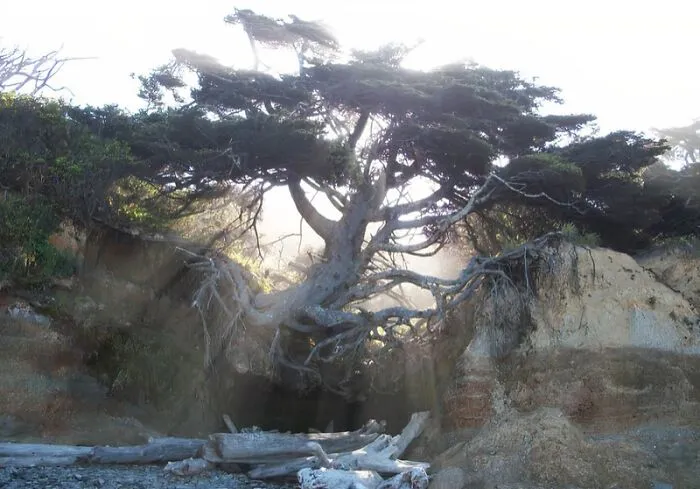 r/TreesSuckingAtThings