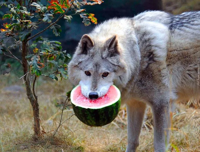 r/WolvesWithWatermelons