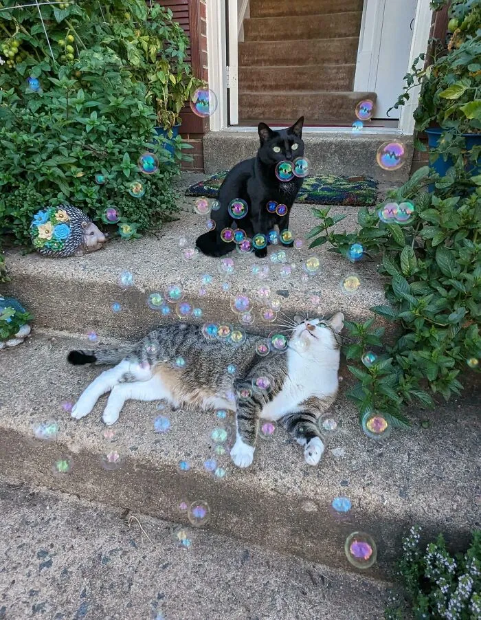The Council Has Paused Deliberations For A Bubble Break 🫧