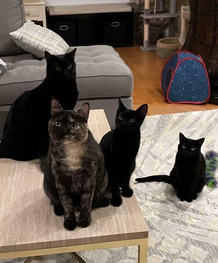 Lily And The Void Army