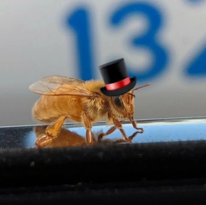 r/RealBeesFakeTopHats