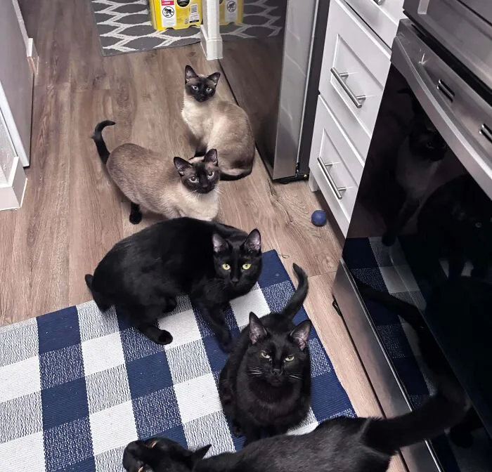 I Had The Audacity To Open A Can Of Tuna