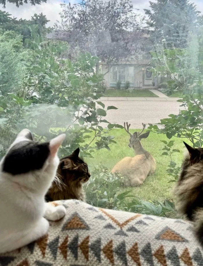 The Council And Their Unexpected Visitor
