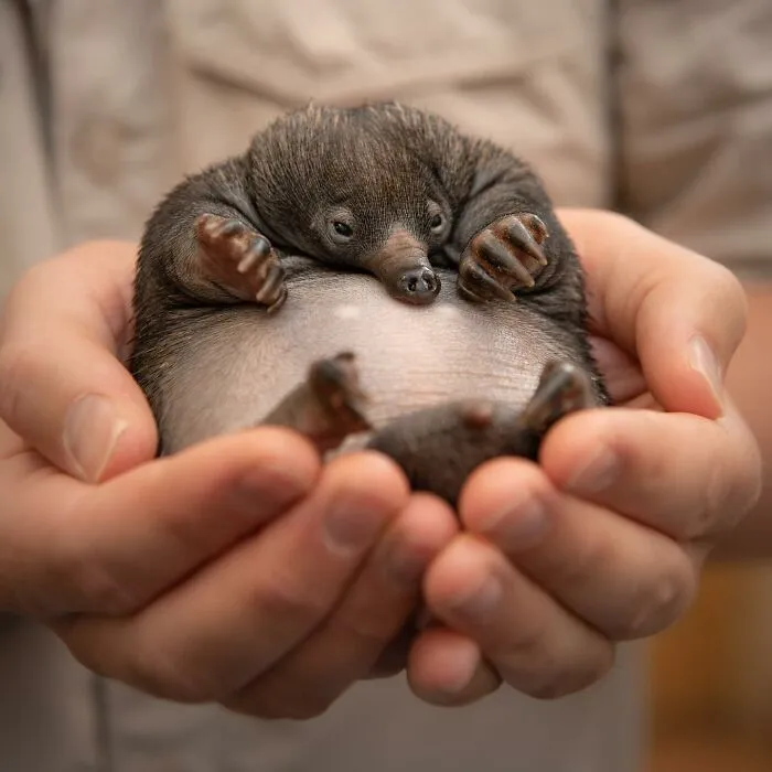 55 Incredible Photos Showing Animals Being Rescued By Wildlife Warriors Worldwide