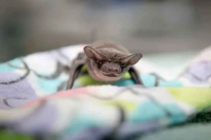 55 Incredible Photos Showing Animals Being Rescued By Wildlife Warriors Worldwide