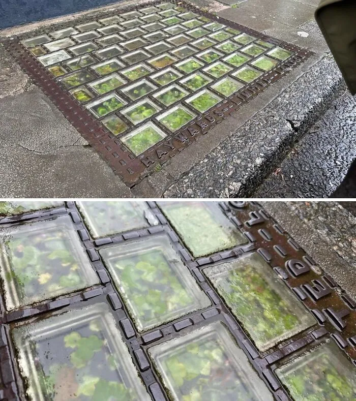 r/AccidentalGreenhouses