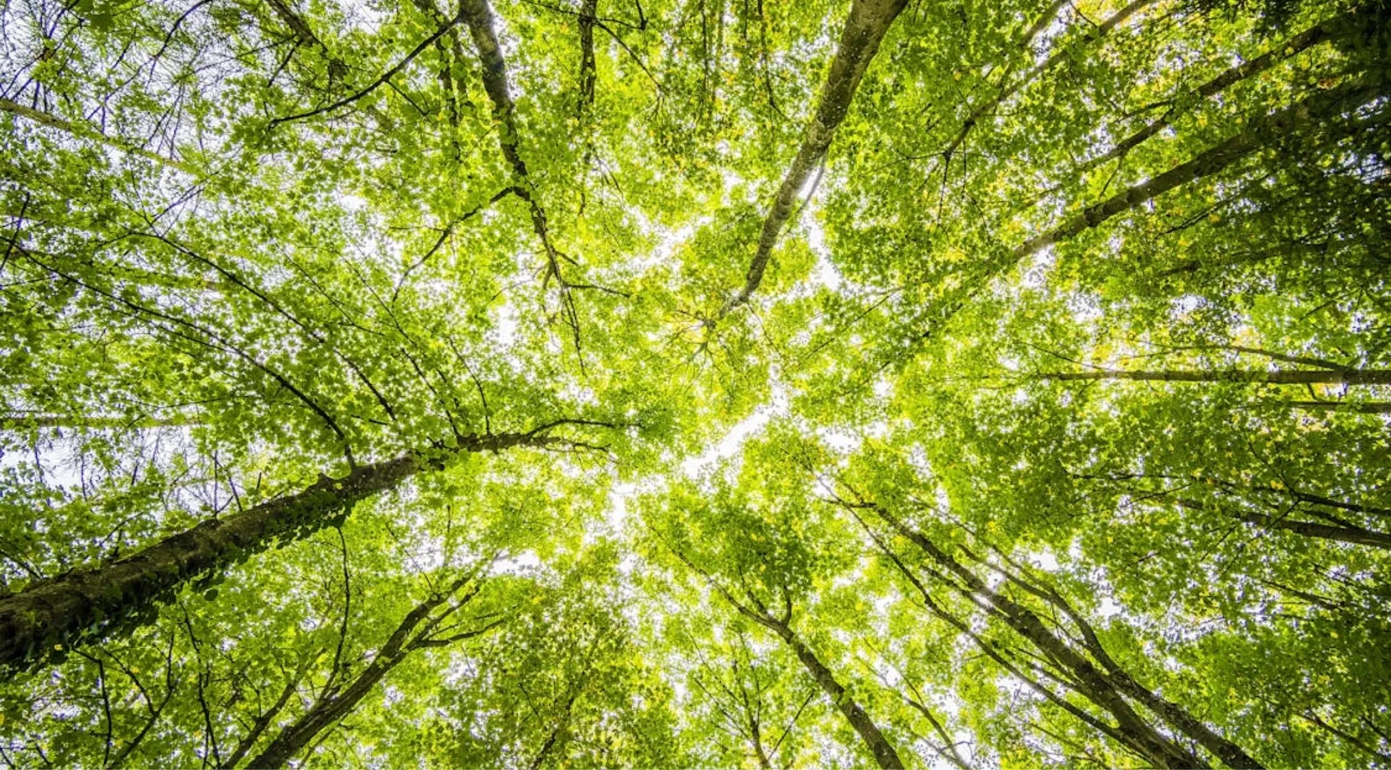 Green tree canopy viewed from below on a sunny day representing the first environmental celebration held in 1970.