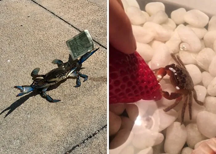 r/crabseatingthings