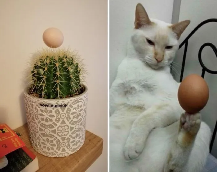 r/EggsInStrangePlaces
