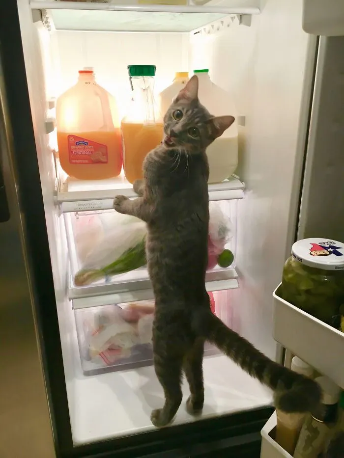 r/CatsStandingUp
