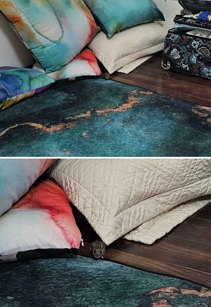 Estoy en un concurso de miradas con mi compañero de cuarto sorpresa, mientras espero la respuesta de mi anfitrión de Airbnb.