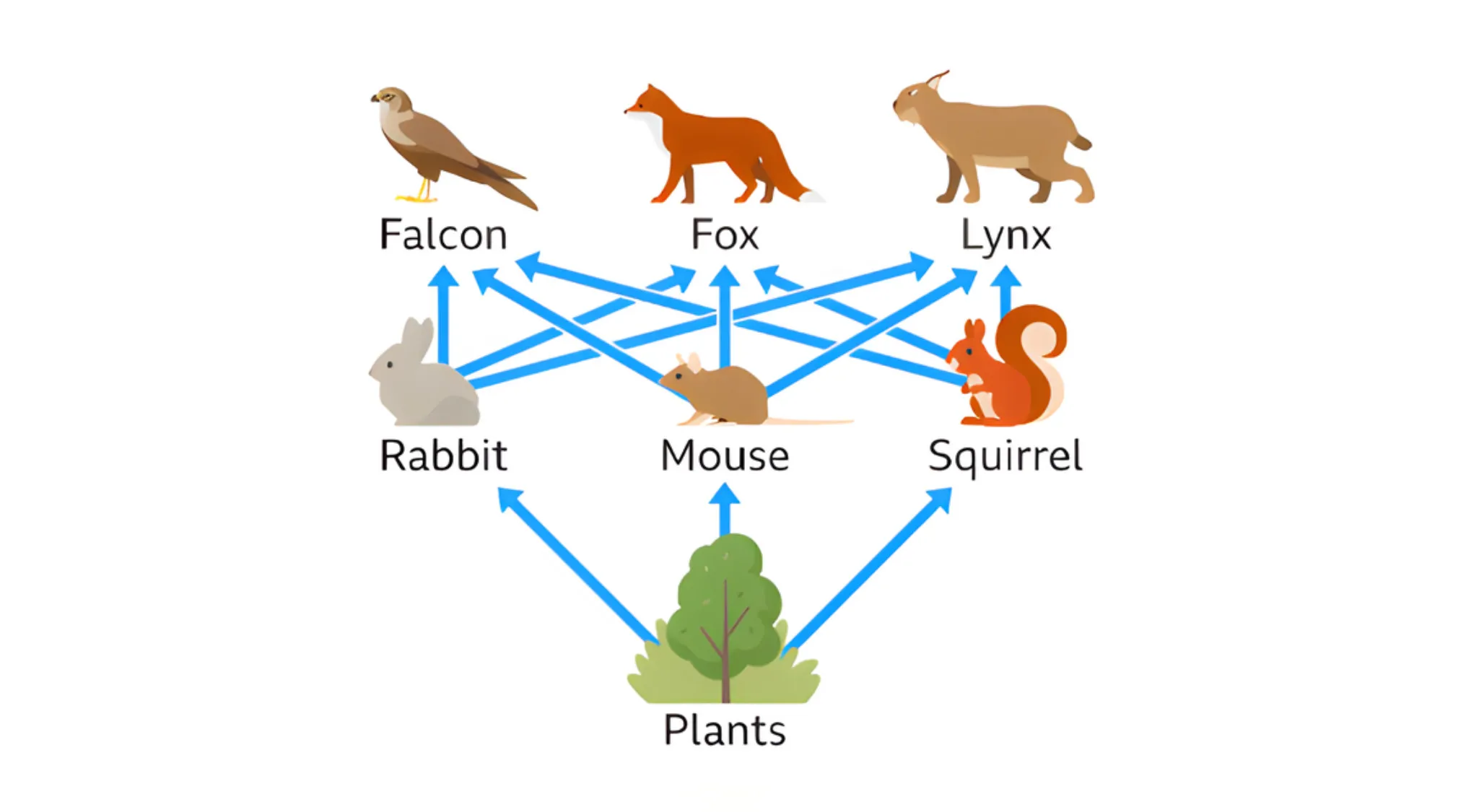 Food web diagram showing predator-prey relationships among rabbits, foxes, falcons, lynxes, mice, squirrels, and plants.