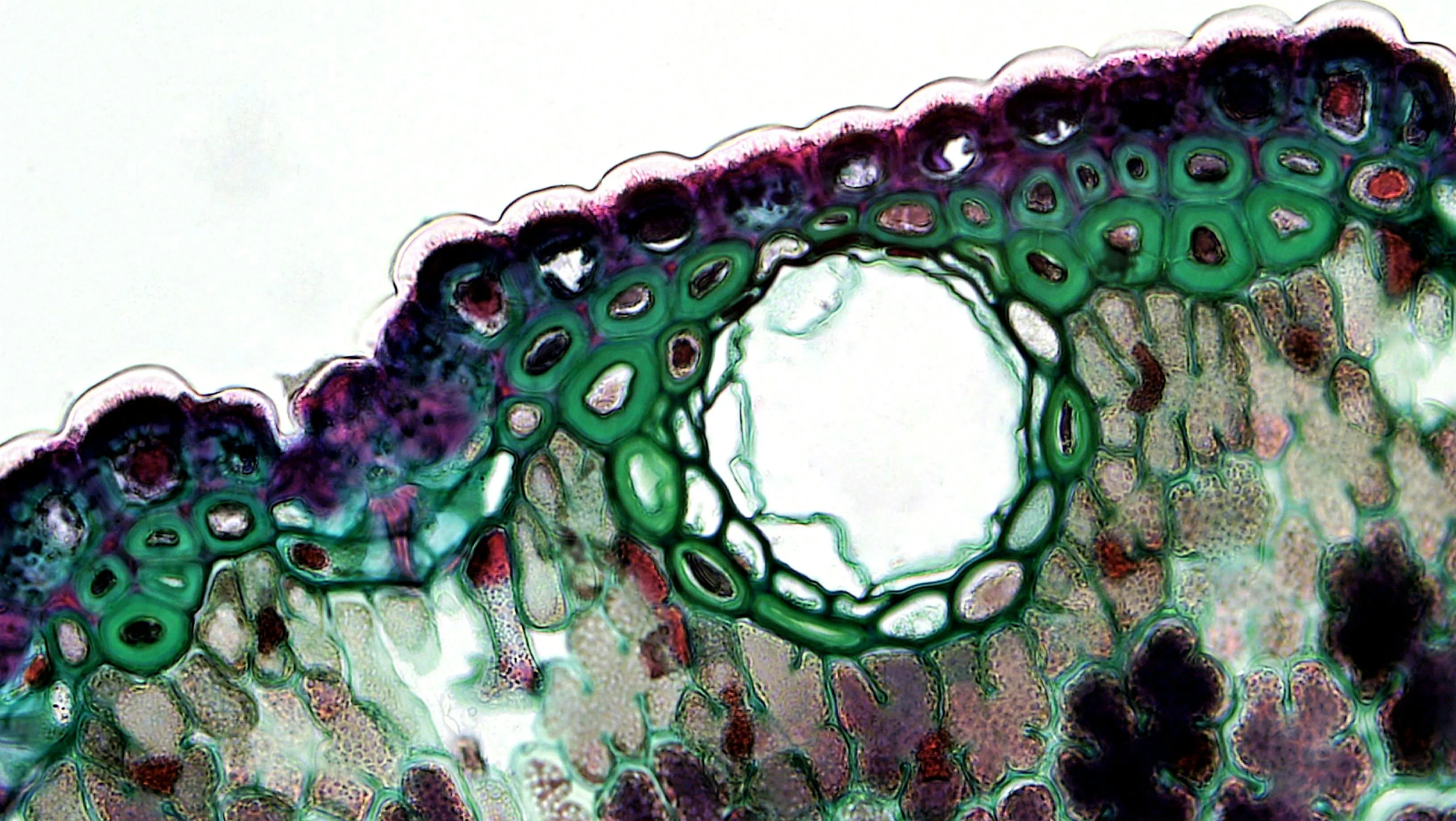Microscopic view of plant cells showing the cell membrane controlling what enters and leaves the cell structure.