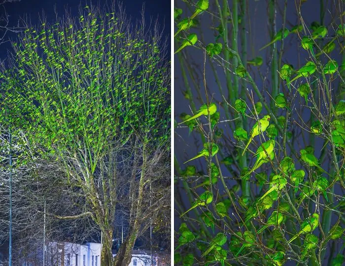 Don’t Be Fooled, You See Leaves, Not 1,000 Green Ring-Necked Parakeets In London