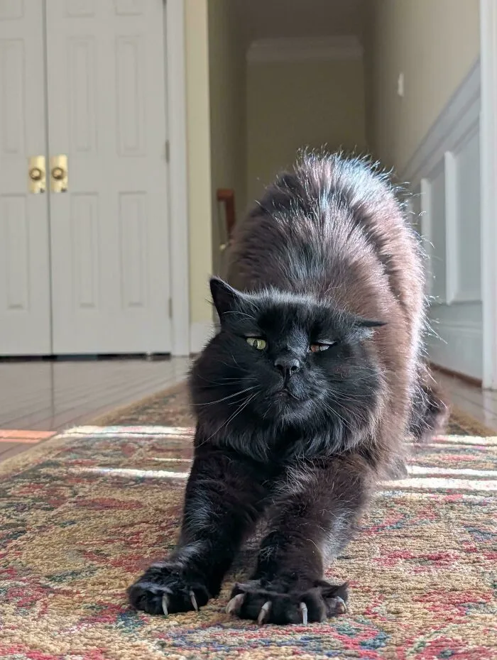 Fluffy black cat stretching on a rug with extended cat claws