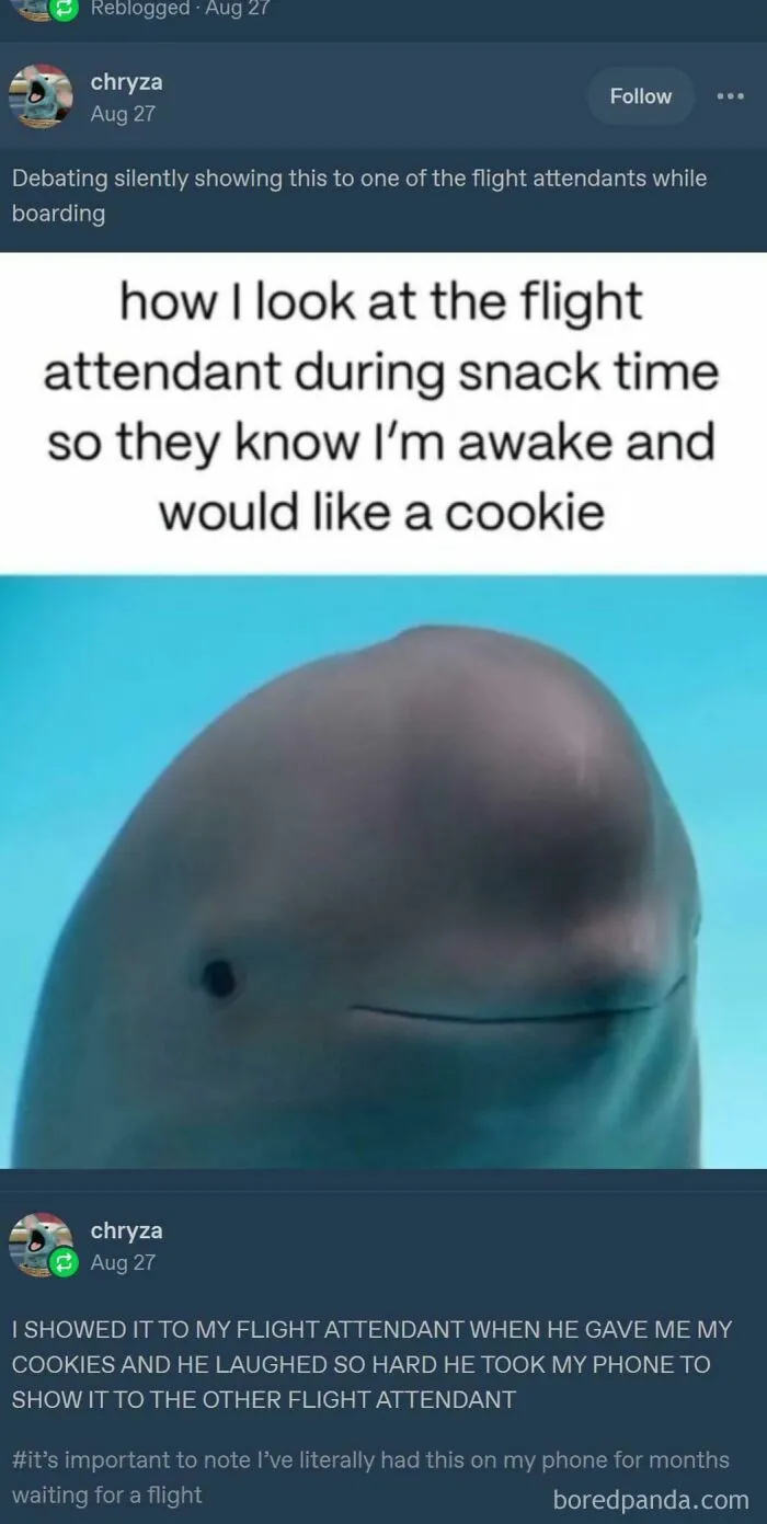 Meme from Tumblr showing a whale with text about flight attendant snack time, highlighting Tumblr's wild and unexpected turns.