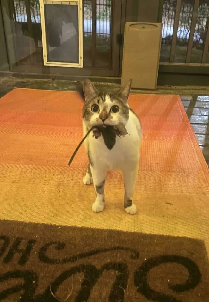 This 100% Indoor Cat Snuck Out The Dog Door While We Were Bringing In Packages And Did This