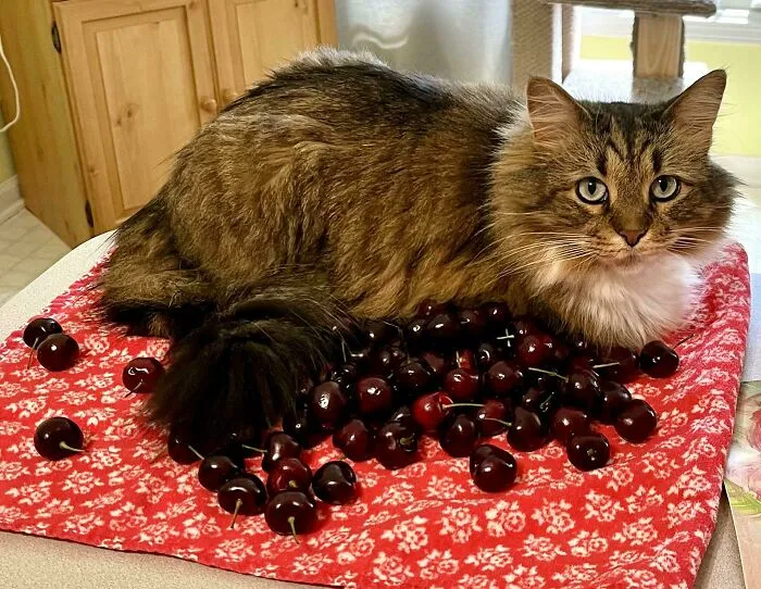 Sat On Washed Cherries