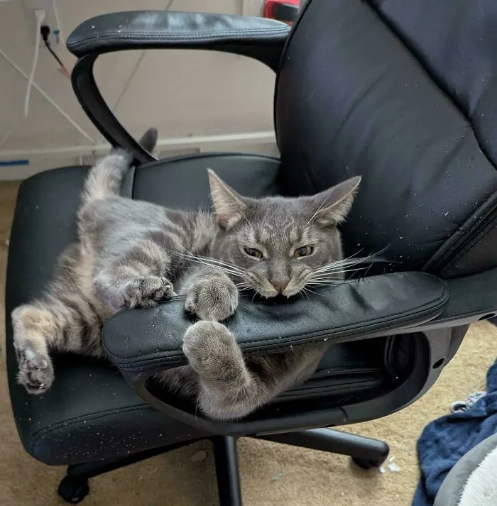 Will Not Give Chair Back