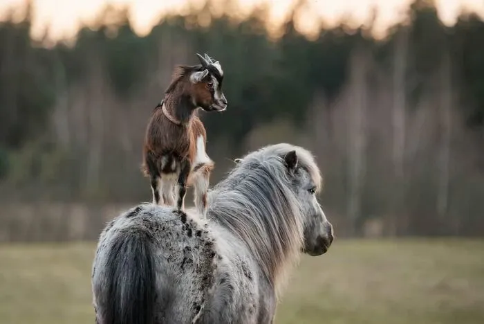 r/GoatsOnTopOfHorses