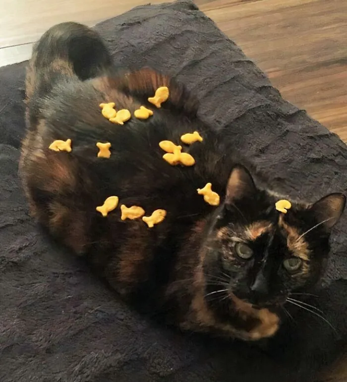 r/StuffOnCats