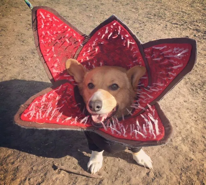 r/Incorgnito