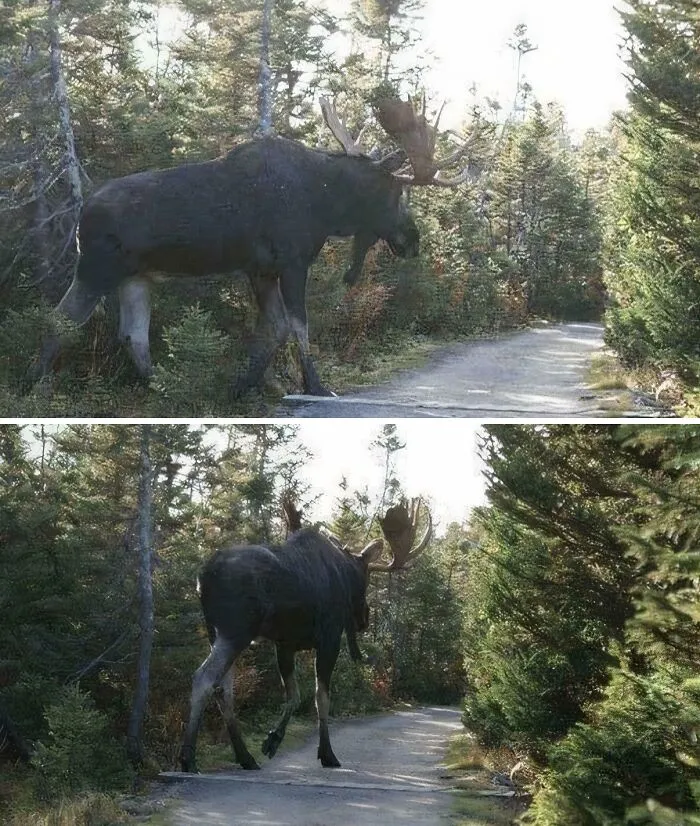 This Moose
