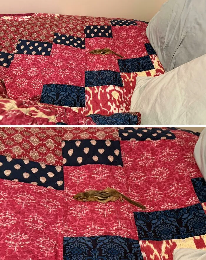 Levanté la almohada en el airbnb y encontré esto. No está vivo y no es reciente.