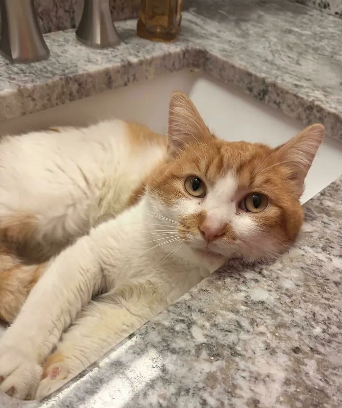 I Adopted My First Cat On Friday!!