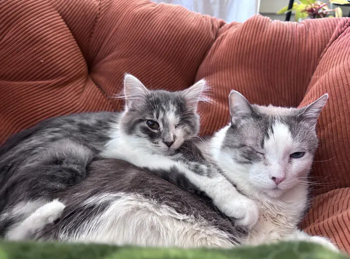 Ernie (Left) Was Adopted Recently And Has One Eye. Goose (Right) Has Both Eyes But Wanted Ernie To Feel Welcome