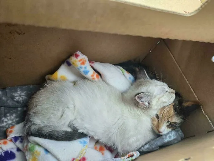 Just Adopted These Two! One Is A Lover And The Other Is Spicy, I'm Sure You Can Figure Out Which Is Which