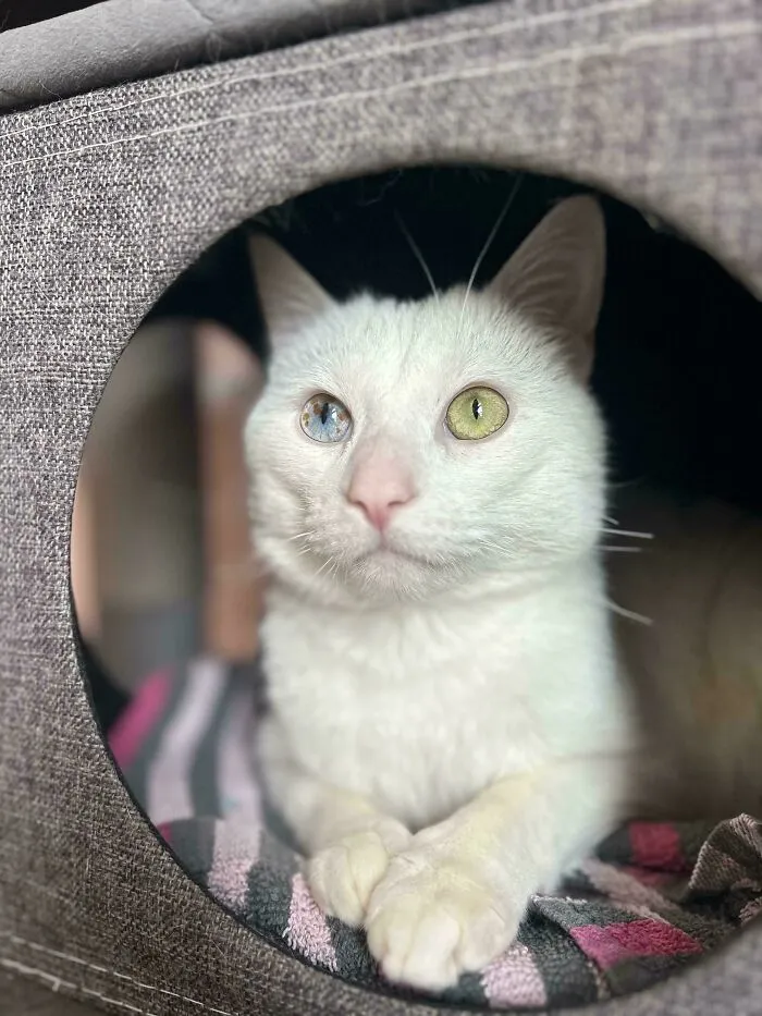 Just Adopted This Beautiful Boy