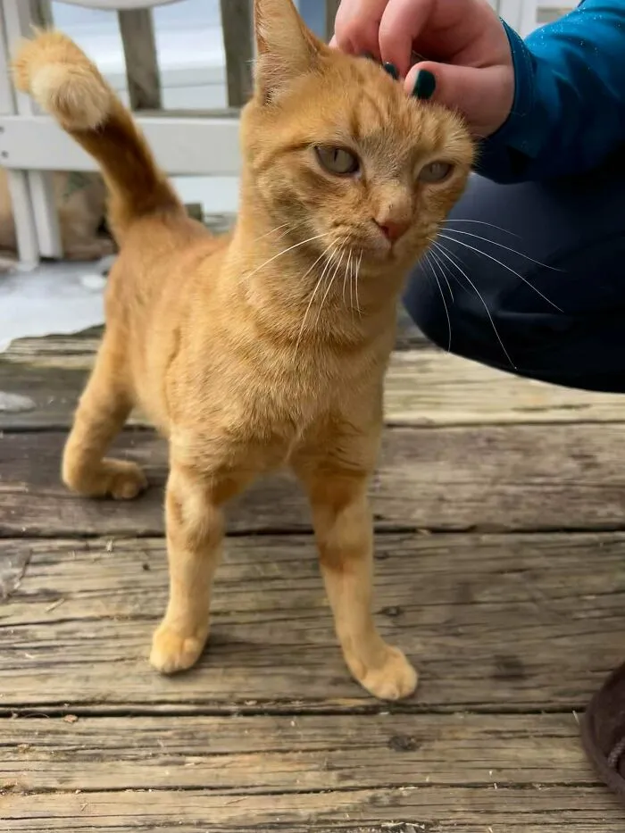 Accidentally Adopted A Stray… Now I Have A Tripod Named Honey