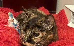 83 Wholesome Pics Of Adopted Rescue Pets Who Are Learning The Meaning Of "Home" (February Edition)