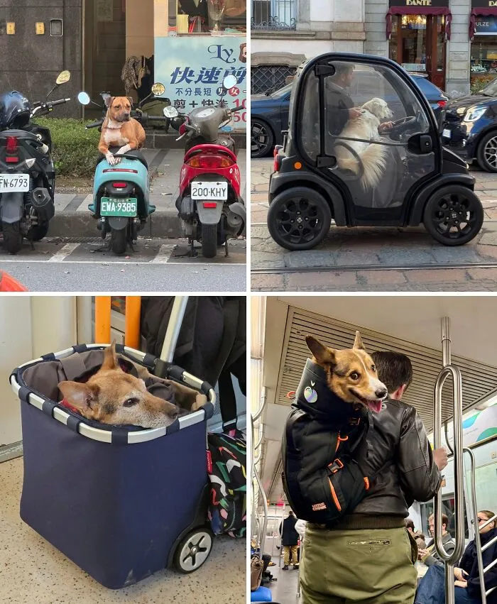 Dogspotting