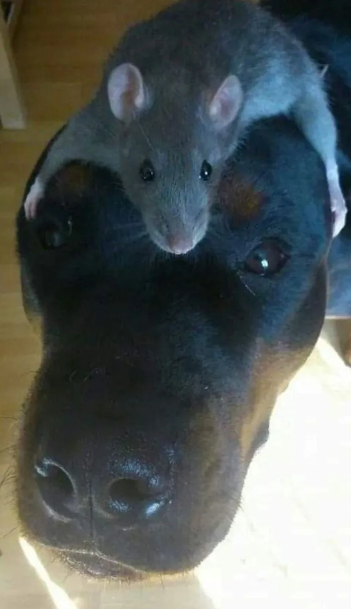 These 60 Animal Pics Are The Mood Boost We All Needed Today