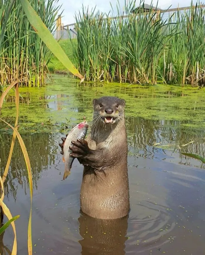 These 60 Animal Pics Are The Mood Boost We All Needed Today