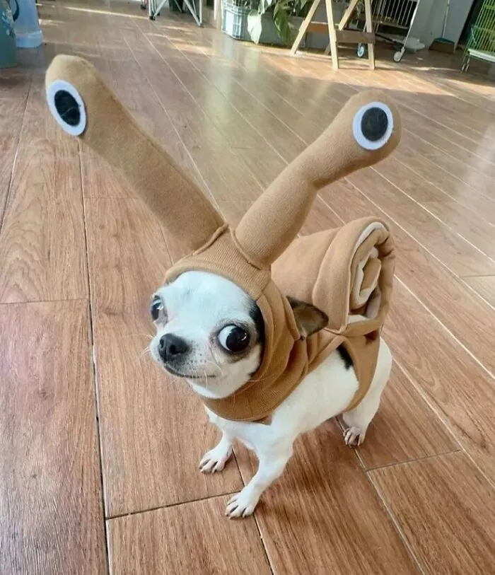 These 60 Animal Pics Are The Mood Boost We All Needed Today