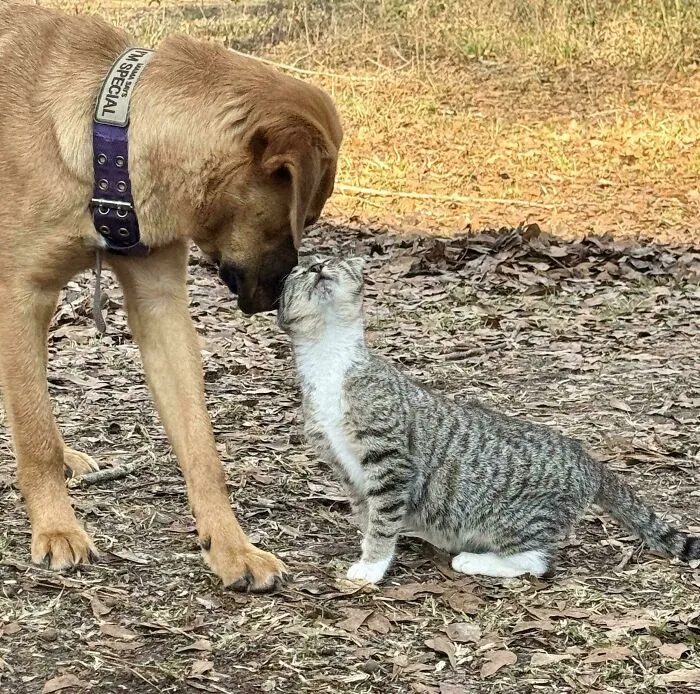 My Dog Has Decided To Adopt A Kitten 🥲