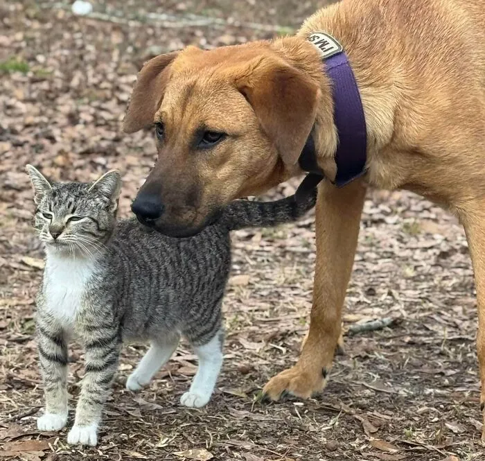 My Picture Of Lyla And Her Newly Adopted Cat Became My #1 Post Of All Time. As A Thank You, Here’s A Bonus Pic I Call “Don’t Ever Talk To Me Or My Daughter Again!”