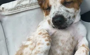 83 Wholesome Pics Of Adopted Rescue Pets Who Are Learning The Meaning Of "Home" (February Edition)