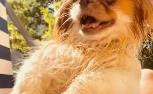 83 Wholesome Pics Of Adopted Rescue Pets Who Are Learning The Meaning Of "Home" (February Edition)