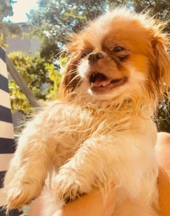 Adopted This Little 6-Year-Old From The Shelter. No One Knows His Breed. Any Guesses?