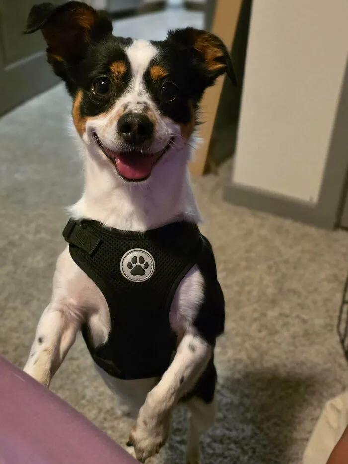 This Is Gizmo, We Just Adopted Him. He's 3yo And The Happiest Most Spoiled Ever Thx Bye