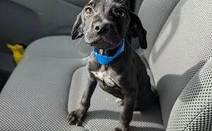83 Wholesome Pics Of Adopted Rescue Pets Who Are Learning The Meaning Of "Home" (February Edition)