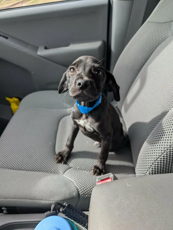 12 Month Old Puppy I Adopted. Artyom!
