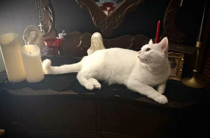 She Showed Up At The Er I Work At. I Fed Her For A Few Weeks, And I Took Her Home Eventually And Accidentally Adopted A Queen 🤍