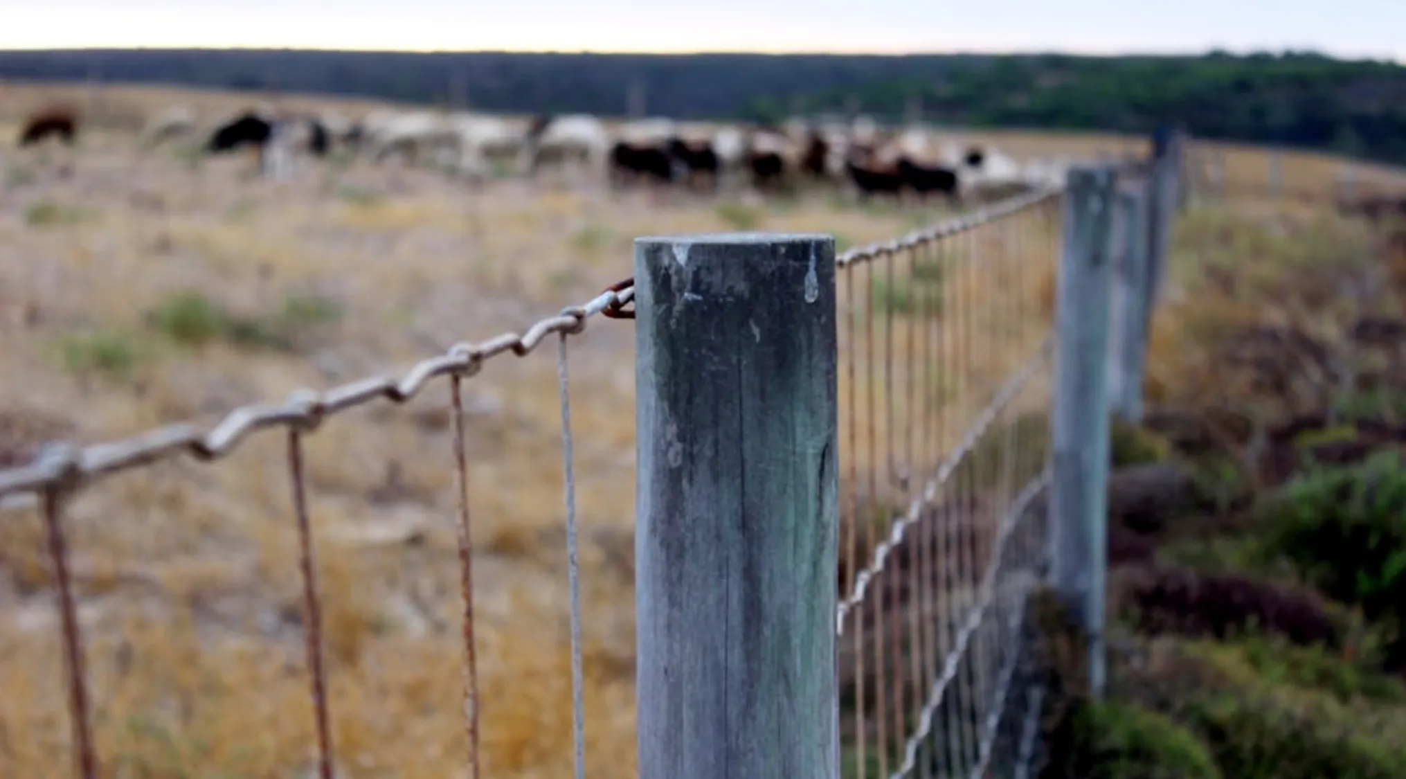 Close-up of fence posts enclosing a rural field related to math test posts calculation for 1st to 12th grade.